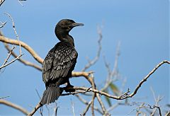 Little Black Cormorant